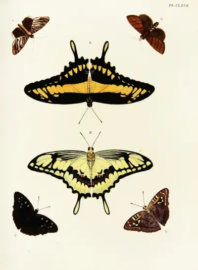 Foreign butterflies occurring in the three continents Asia, Africa and America Pl.414 av Pieter Cramer