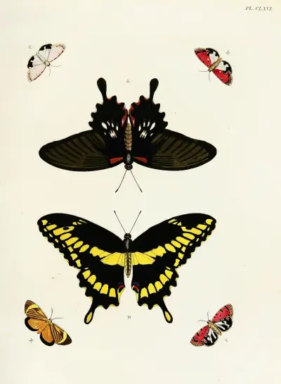 Foreign butterflies occurring in the three continents Asia, Africa and America Pl.413 av Pieter Cramer