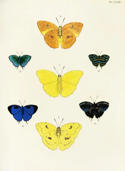 Foreign butterflies occurring in the three continents Asia, Africa and America Pl.410 av Pieter Cramer