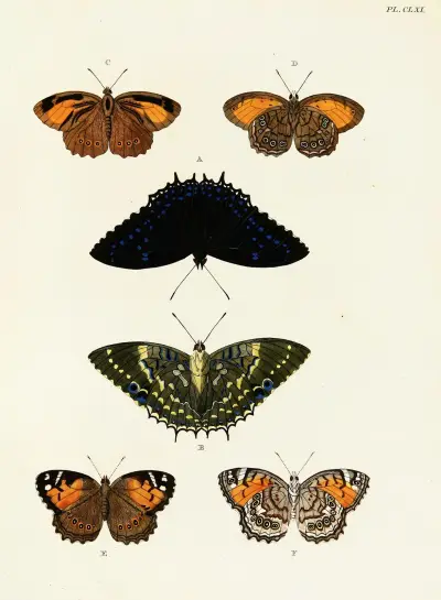 Foreign butterflies occurring in the three continents Asia, Africa and America Pl.408 av Pieter Cramer