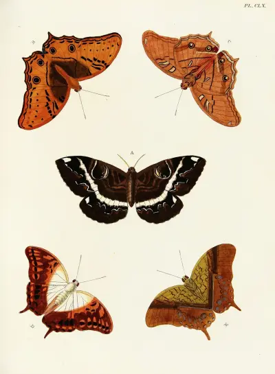 Foreign butterflies occurring in the three continents Asia, Africa and America Pl.407 av Pieter Cramer