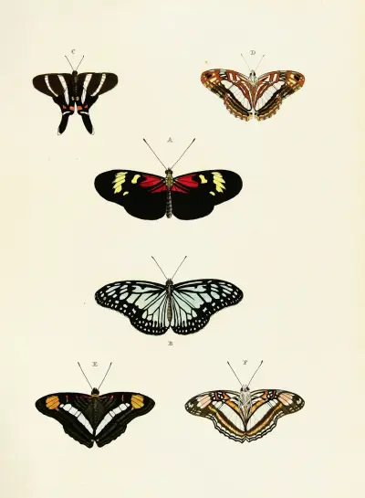 Foreign butterflies occurring in the three continents Asia, Africa and America Pl.435 av Pieter Cramer
