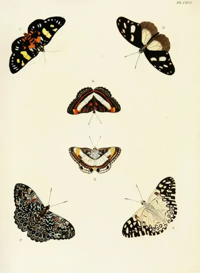 Foreign butterflies occurring in the three continents Asia, Africa and America Pl.439 av Pieter Cramer