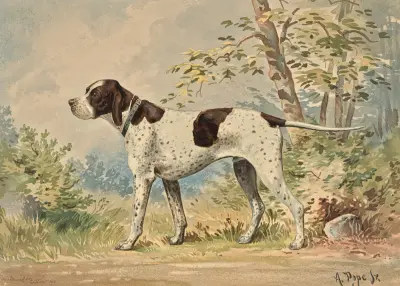 Standing English Pointer, facing left av Alexander Pope Jr.