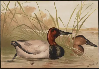 The canvas-back duck (Fuligula vallisneria) av Alexander Pope Jr.