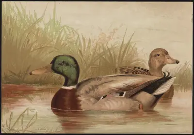 The mallard duck (Anas boschas) av Alexander Pope Jr.