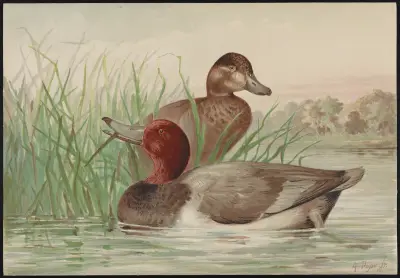 The red-head Fuligula (ferina var. Americana) av Alexander Pope Jr.