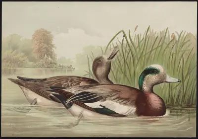 The widgeon (Mareca Americana) av Alexander Pope Jr.