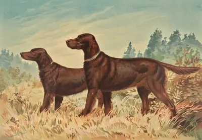 Two standing Flatcoated Retrievers, facing left av Alexander Pope Jr.