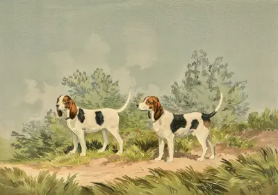 Two standing Harriers, facing left av Alexander Pope Jr.
