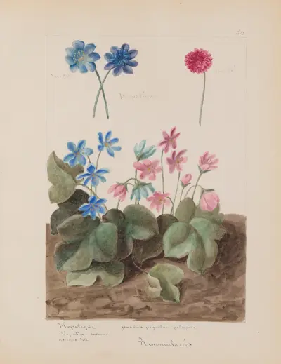 Album de botanique Pl.208 von Constant Amable Prevost-Hersant
