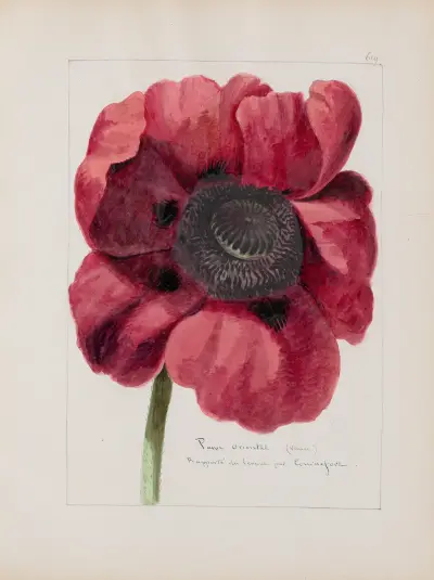 Album de botanique Pl.210 von Constant Amable Prevost-Hersant