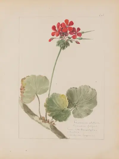 Album de botanique Pl.241 von Constant Amable Prevost-Hersant