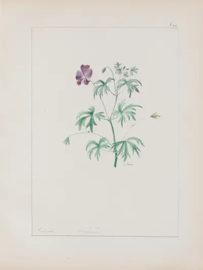 Album de botanique Pl.243 von Constant Amable Prevost-Hersant