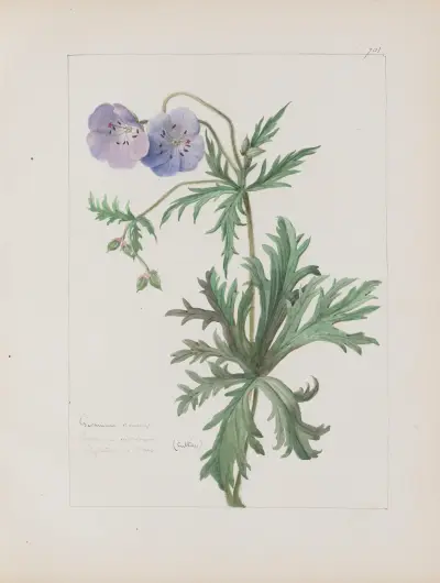 Album de botanique Pl.244 von Constant Amable Prevost-Hersant