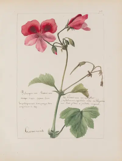 Album de botanique Pl.249 von Constant Amable Prevost-Hersant