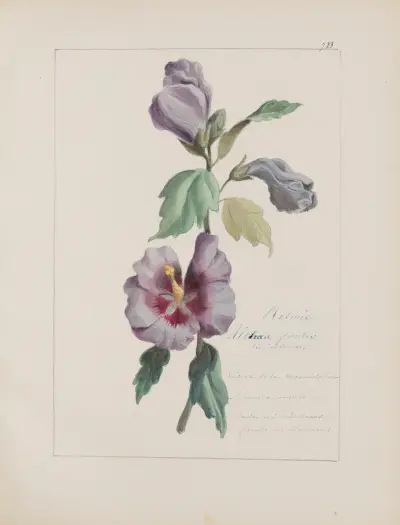 Album de botanique Pl.254 von Constant Amable Prevost-Hersant