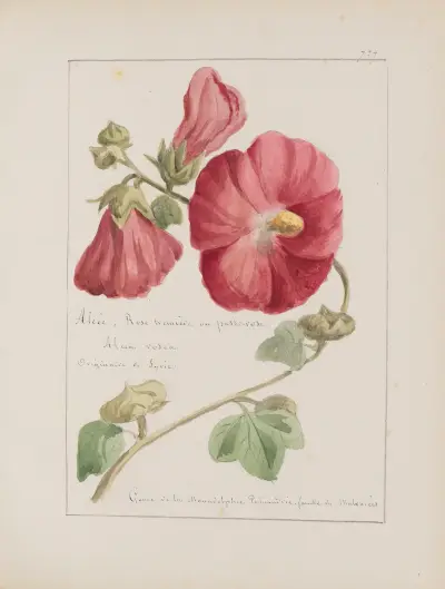Album de botanique Pl.256 von Constant Amable Prevost-Hersant