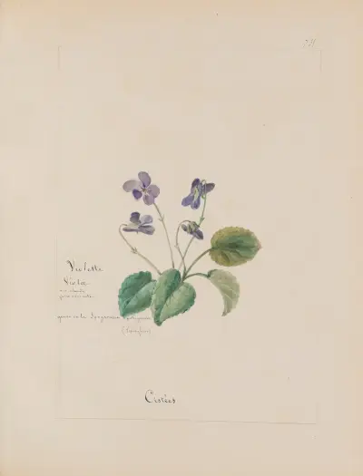 Album de botanique Pl.258 von Constant Amable Prevost-Hersant