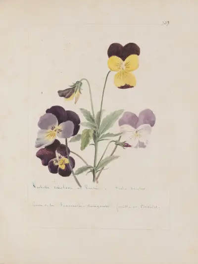 Album de botanique Pl.259 von Constant Amable Prevost-Hersant