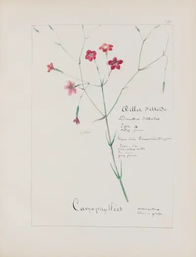 Album de botanique Pl.262 von Constant Amable Prevost-Hersant