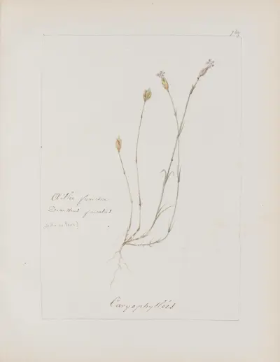 Botanisches Album Taf. 263 von Constant Amable Prevost-Hersant