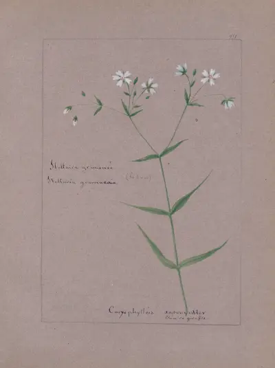 Album de botanique Pl.264 von Constant Amable Prevost-Hersant