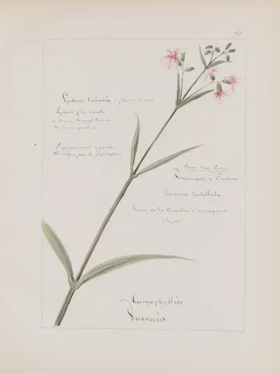 Album de botanique Pl.265 von Constant Amable Prevost-Hersant