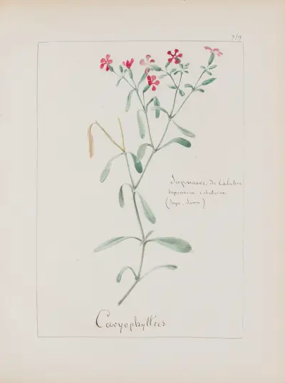 Album de botanique Pl.268 von Constant Amable Prevost-Hersant