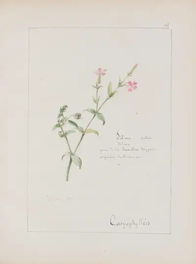 Album de botanique Pl.271 von Constant Amable Prevost-Hersant