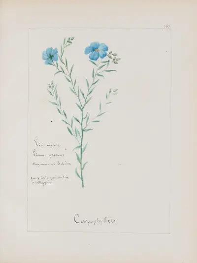 Album de botanique Pl.272 von Constant Amable Prevost-Hersant