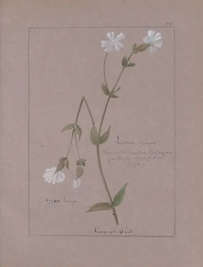 Album de botanique Pl. 273 von Constant Amable Prevost-Hersant