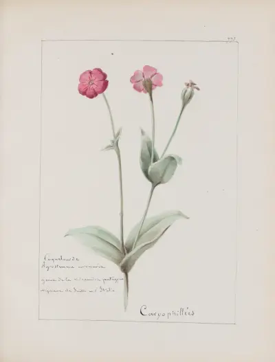 Album de botanique Pl.275 von Constant Amable Prevost-Hersant