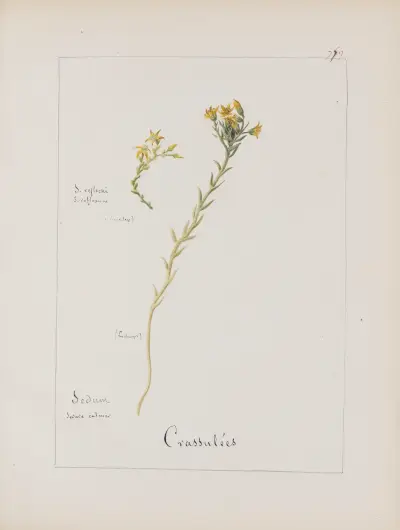 Album de botanique Pl.276 von Constant Amable Prevost-Hersant