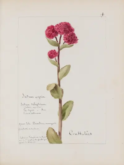 Album de botanique Pl.277 von Constant Amable Prevost-Hersant