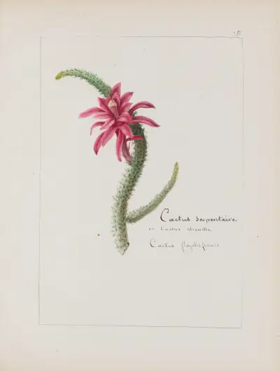 Album de botanique Pl.279 von Constant Amable Prevost-Hersant