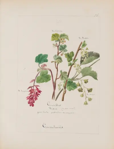 Album de botanique Pl.282 von Constant Amable Prevost-Hersant