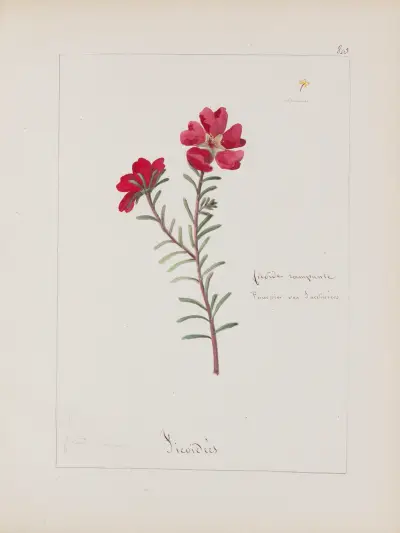 Botanisches Album Tafel 285 von Constant Amable Prevost-Hersant