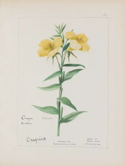 Album de botanique Pl.286 von Constant Amable Prevost-Hersant