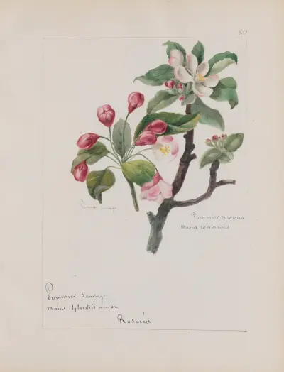 Album de botanique Pl.297 von Constant Amable Prevost-Hersant