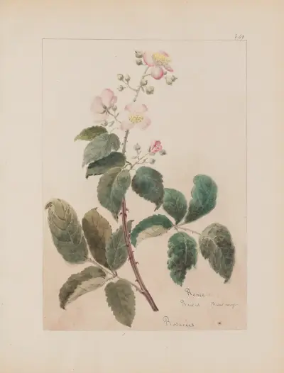Botanisches Album Taf. 301 von Constant Amable Prevost-Hersant