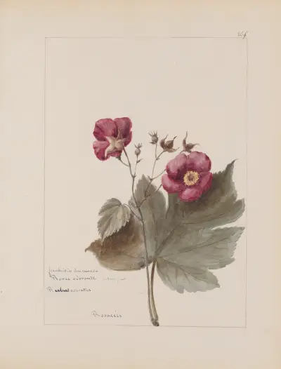 Album de botanique Pl.303 von Constant Amable Prevost-Hersant