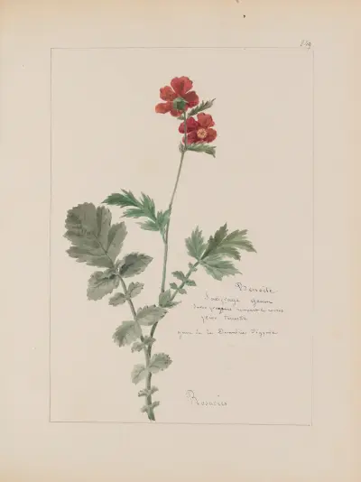Botanisches Album Pl. 305 von Constant Amable Prevost-Hersant