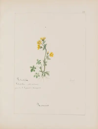 Album de botanique Pl.306 von Constant Amable Prevost-Hersant