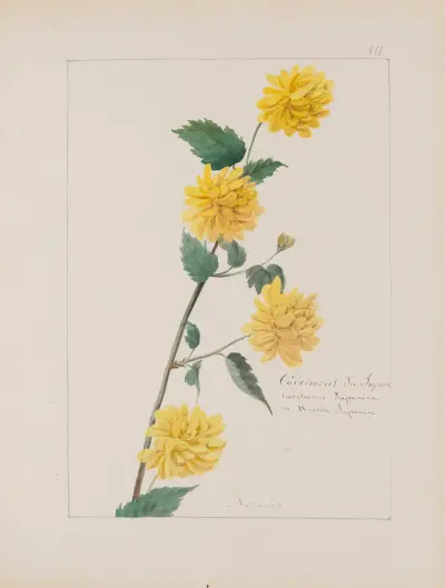 Album de botanique Pl.308 von Constant Amable Prevost-Hersant