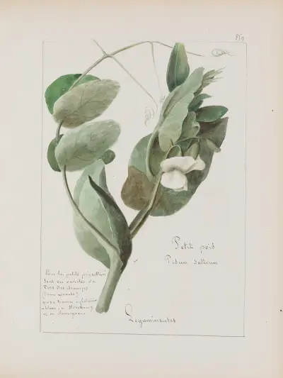 Album de botanique Pl.309 von Constant Amable Prevost-Hersant