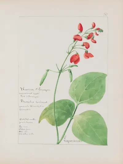 Botanisches Album Tafel 311 von Constant Amable Prevost-Hersant