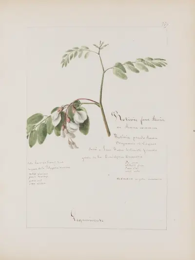 Album de botanique Pl.313 von Constant Amable Prevost-Hersant