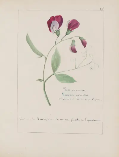 Botanisches Album Tafel 317 von Constant Amable Prevost-Hersant