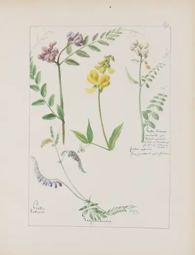 Album de botanique Pl.318 von Constant Amable Prevost-Hersant